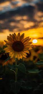 For this post, we've collected 12 beautiful sunflower wallpapers for you, just click on the wallpaper you choose, download it and. Sunflower Wallpaper Iphone X Wallpaper Iphone Android Background Followme Sunflower Iphone Wallpaper Sunflower Wallpaper Backgrounds Phone Wallpapers