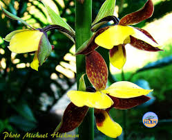 Image result for Eulophia streptopetala