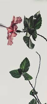 Wallpaper Iphone Aesthetic White Total Update Let's face it, your iphone is in need of a new background.