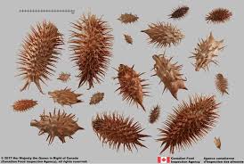 Image result for Xanthium