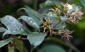 Image result for Sabicea bequaertii