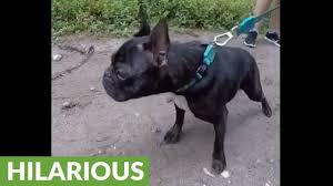 French bulldog in a car. This French Bulldog S Bark Sounds Totally Bizarre Youtube