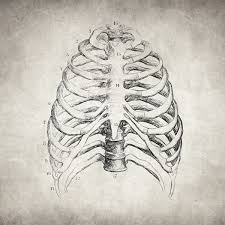The rib cage protects vital organs, such as the heart and lungs. Pin On Fine Art Prints