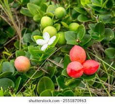 Image result for Carissa praetermissa