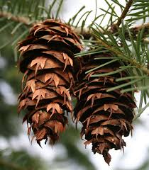 In an attempt to meet the high demand without compromising on quality. Oregon State Tree Douglas Fir