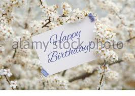 Scheda di buon compleanno con i fiori immagine stock. Cartellino Bianco Con Iscrizione Buon Compleanno Su Sfondo Di Fiori Bianchi Di Ciliegia Foto Stock Alamy