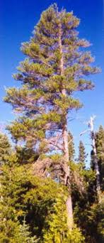 Jack pine grew up in circleville, ohio just south of columbus and appropriately home to one of the largest annual pumpkin shows in internationally recognized, jack pine's work is truly exceptional. Blue Planet Biomes Jack Pine