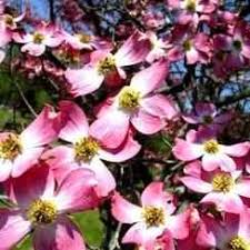 In spring, these native trees (cornus florida), which grow only to 20 to 30 feet, explode with white (or sometimes pink or red) bracts centered with small clusters of yellow flowers. Buy Pink Dogwood Tree From Ty Ty Nursery