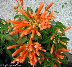 Indoor vine plants and climbing plants are great houseplants to bring nature into your home environment. Pyrostegia Venusta Pyrostegia Ignea Bignonia Venusta Flame Vine Golden Shower Orange Trumpet Vine Hua Pala Vine Toptropicals Com