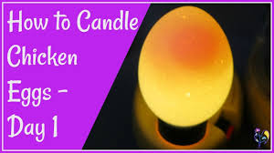 How To Candle Chicken Eggs Day 1