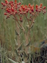 Image result for Kalanchoe lanceolata