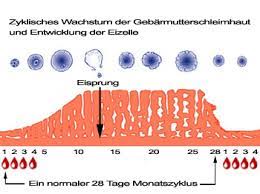 Normaler Menstruationszyklus