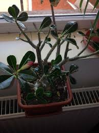 Trandafirul desertului is on facebook. Adenium Trandafirul Desertului Danacluj