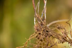 Image result for Adiantum poiretii