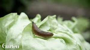 Insbesondere bei feuchter witterung sind die tiere von. Schnecken Nacktschnecken Bekampfen Mein Schoner Garten