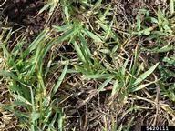 Image result for Stenotaphrum