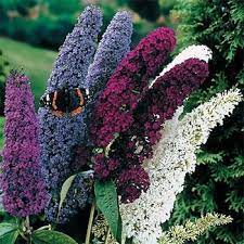 Butterfly Bush It Readily Establishes Itself From Flower Seed And Has Very Fast And Vigorous Growth This Buddleia Butterfl Butterfly Bush Flower Seeds Seeds