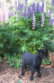 Nigerian Dwarf Goats Northern California Nigerian Dwarf Goats Dwarf Goats Nigerian Dwarf