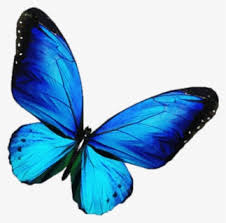 The monarch butterfly is the most familiar butterfly in north america. Free Blue Butterfly Clip Art With No Background Clipartkey
