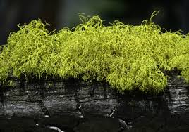 The disease does not cause skin cancer but may increase your risk for cancer if your skin is scarred. Not One Not Two But Three Fungi Present In Lichen The Scientist Magazine