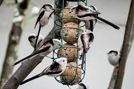 Für eine bunte vielfalt an vögeln im garten füttern sie abwechslungsreich und an mehreren stellen. Die Haufigsten Fragen Antworten Rund Um Vogel Futtern Lbv Gemeinsam Bayerns Natur Schutzen