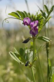 Image result for Vicia sativa