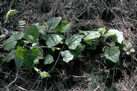 Image result for Senecio cryphiactis