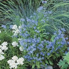 Image result for Limeum myosotis