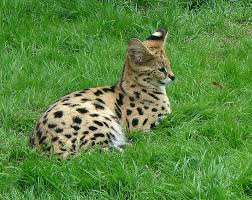 Shampoo (/ʃæmˈpuː/) is a hair care product, typically in the form of a viscous liquid, that is used for cleaning hair. Serval Animal Facts Leptailurus Serval Az Animals