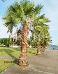 Image result for Washingtonia