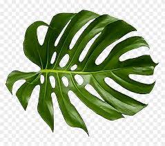 To explore more similar hd image on pngitem. Tropical Png Green Tropical Leaf Png Clipart 1186697 Pikpng