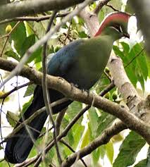 Image result for Turraea fischeri