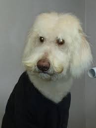 Sir Louie got his first hair cut. He looks like a old man with a mustache  and very nice toupee.