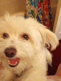 Cutie puppy dogs buy with Angel Dogs