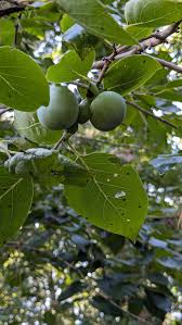 Image result for Diospyros virgata