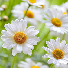 Chamomile Is A Soothing Calming Ingredient In The Abc Arbonne Baby Care Papatyalar Cicek Resimler