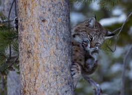 That's one way to do it, but it's not always the best way to choose. Video Shows Man Saving His Wife From A Bobcat By Throwing It Across The Lawn The Independent