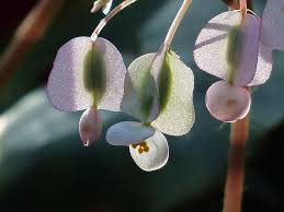 The original snap pea—and a snap to grow, prepare and love! Blossom Bloom Begonia White Back Light Glazed Includes Close Macro Bell Seeds Pxfuel