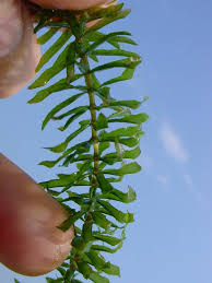 Image result for Hydrilla verticillata