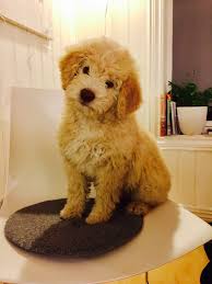 The breeders listing has details of lagotto romagnolo puppies and mature dogs available. Pin On Lagotto Romagnolo