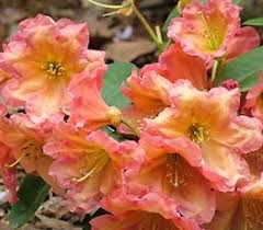 Rhododendron Orange Ruffy Rhododendron Botanical Beauty Botanical