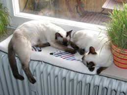 Diskutiere knickschwanz bei thai im rassen und farben forum im bereich züchterecke; Knickschwanz Sternum Schielen Gesundheitliche Folgen Gastebereich Siamania