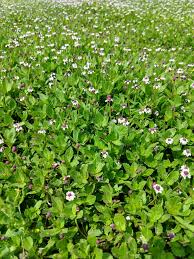 Image result for Phyla nodiflora