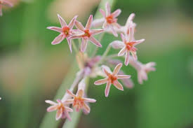 Image result for Tulbaghia alliacea