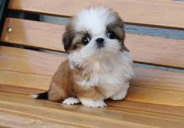 New and used items, cars, real estate, jobs, services shih poos jackrussel puppies for sale.3/4 shih poo 1/4 jack russel.very playful puppies have first shots and dewormed.birth date is sept 6.kijji. Shih Poo Shih Tzu Poodle Mix Facts Temperament Training Diet Puppies Pictures