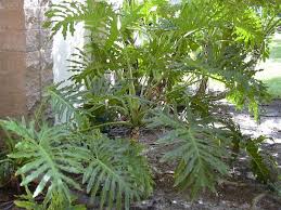 Image result for Filodendron Philodendron