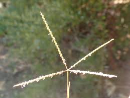 Image result for Cynodon incompletus