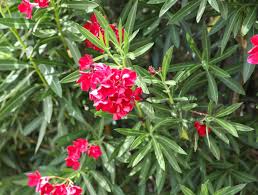 Light, natural pruning (if needed) in late spring after first johnson, e.a. Oleander Elgin Nursery Tree Farm Phoenix Az