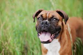 The Rottweiler Boxer Mix Boxweiler Labrottie Com