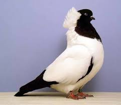 Black And White Pigeon Name The Nun Pigeon Image Credit Pigeonfanciers Ca Beautiful Birds Pigeon Pictures Pretty Birds